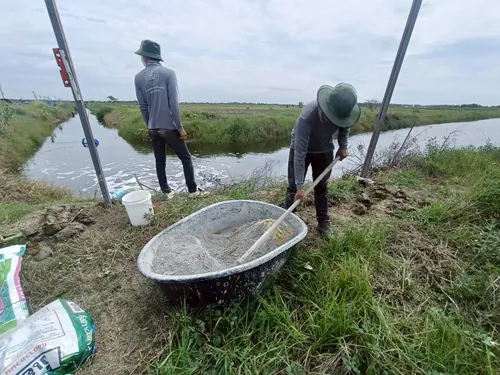 ฟาร์มกุ้งคุณวิกร ภาพหน้างานที่ 2